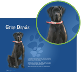 Gran Danes
